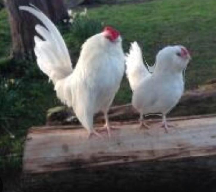 Te koop antwerpse baardkrielen, Dieren en Toebehoren, Pluimvee, Kip, Meerdere dieren