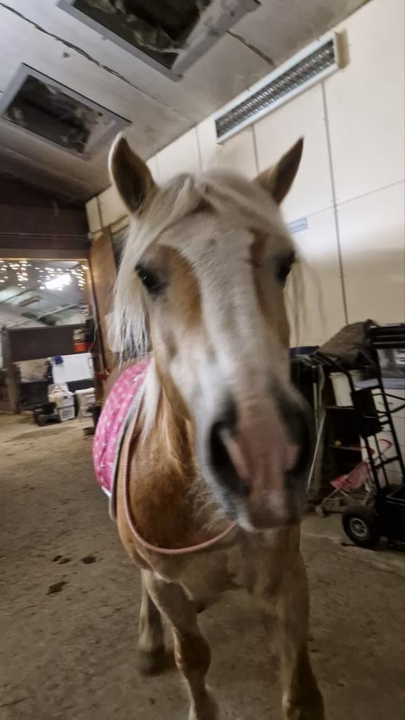 SUPER lieve (getraumatiseerde) haflinger ruin van 6 jaar, Ruin