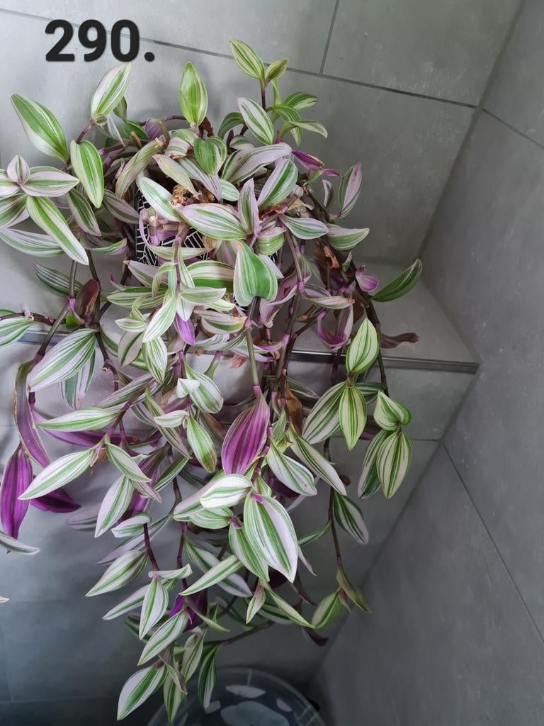 Tradescantia Nanouk, hangplant, kamerplant, Huis en Inrichting, Kamerplanten, Ophalen of Verzenden, Halfschaduw, Minder dan 100 cm