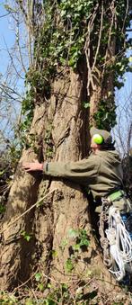 Grote boomstammen en blokken gratis in MIJDRECHT, Minder dan 3 m³, Ophalen