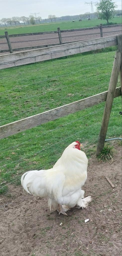 Brahma haan, Dieren en Toebehoren, Pluimvee, Mannelijk, Kip