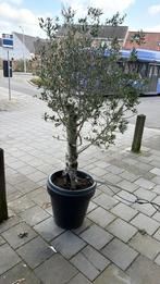 Olijf bomen, Ophalen, Volle zon, Overige soorten