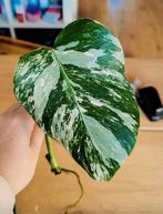 Monstera variegata stek, Ophalen, Halfschaduw, Minder dan 100 cm