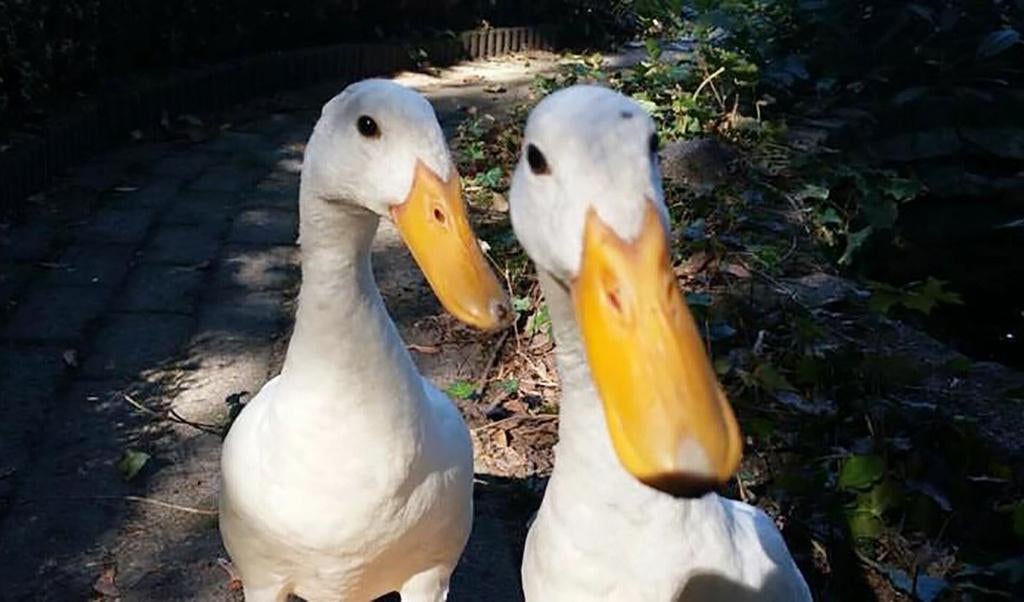 Witte Indische loopeenden woerd - raszuiver, Dieren en Toebehoren, Pluimvee, Mannelijk, Eend