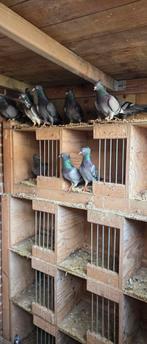 Te koop duiven Servische hoogvliegers, Meerdere dieren, Postduif