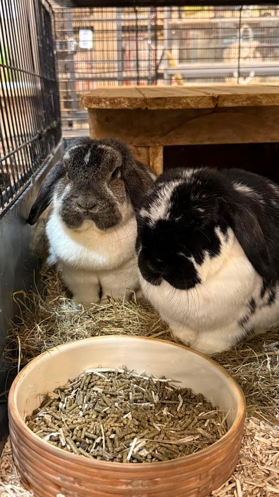 Konijnen, Dieren en Toebehoren, Konijnen, Middelgroot, Meerdere dieren, 0 tot 2 jaar