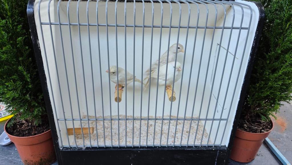 Isabelopaal wit en geel, Dieren en Toebehoren, Vogels | Kanaries, Meerdere dieren, Kleurkanarie