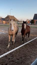 3 jarige mooie palomino welsh d pony, Merrie, Onbeleerd, Met stamboom, 3 tot 6 jaar