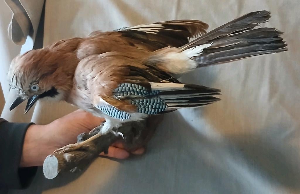 Opgezette Vlaamse Gaai,  vogel, Verzamelen, Ophalen of Verzenden, Vogel, Opgezet dier