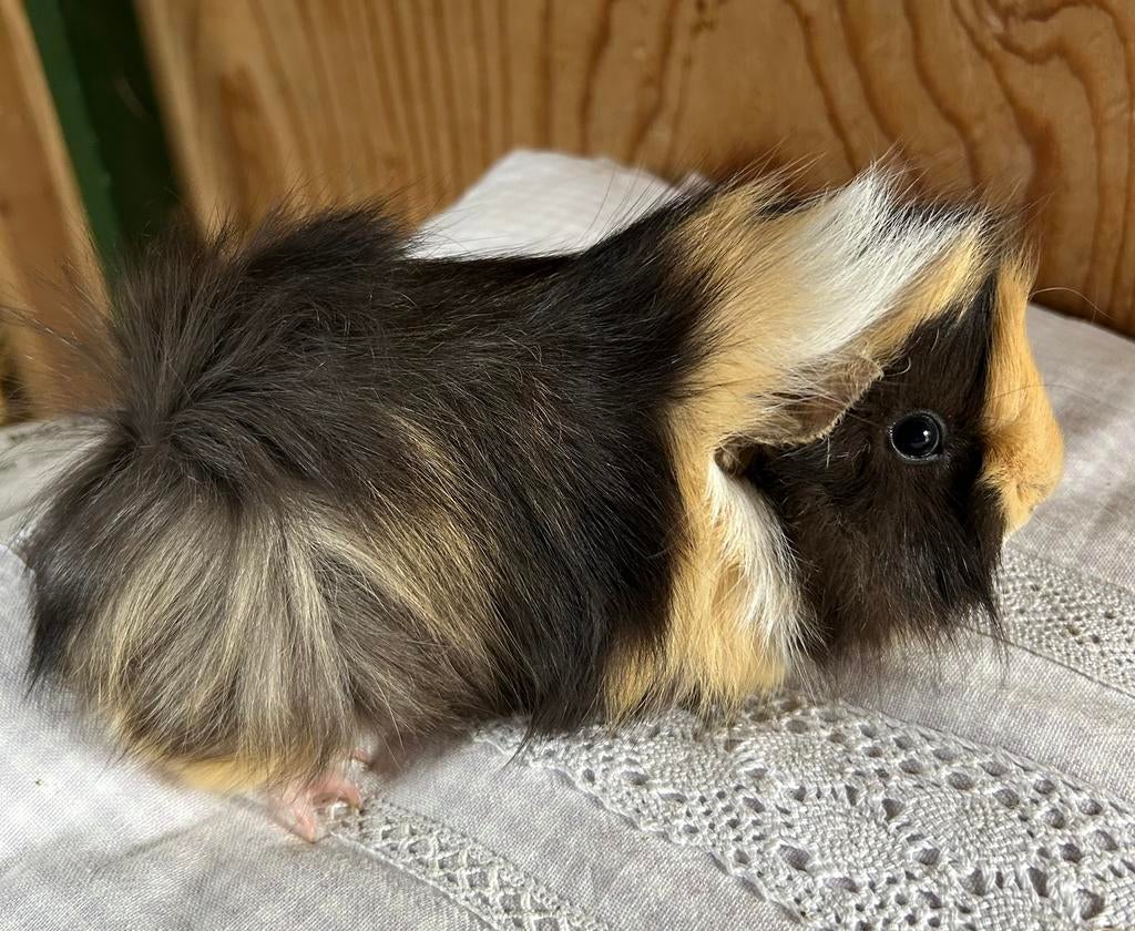 Jong cavia mannetje peruvian, Dieren en Toebehoren, Knaagdieren, Mannelijk, Cavia, Maart