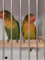 Jonge fischerie dwergpapegaaien., Dieren en Toebehoren, Meerdere dieren, Dwergpapegaai of Agapornis, Geringd