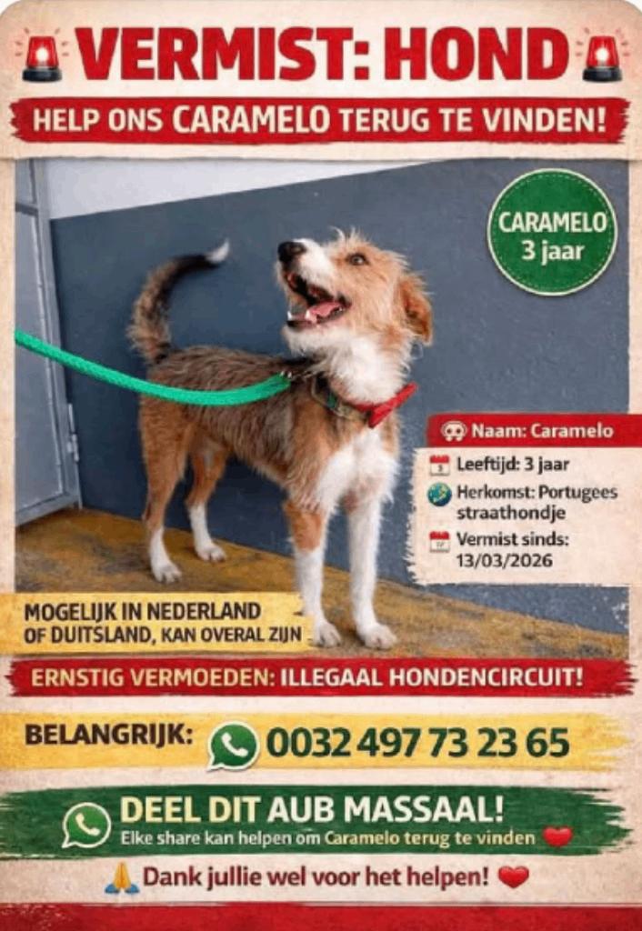 Vermist: Caramelo (Codo), Hond