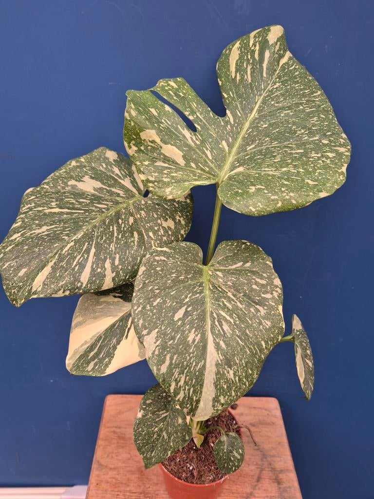 Monstera Crème Brulee p12 (5)