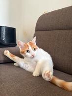 Oranje + witte poes, Dieren en Toebehoren, 3 tot 5 jaar