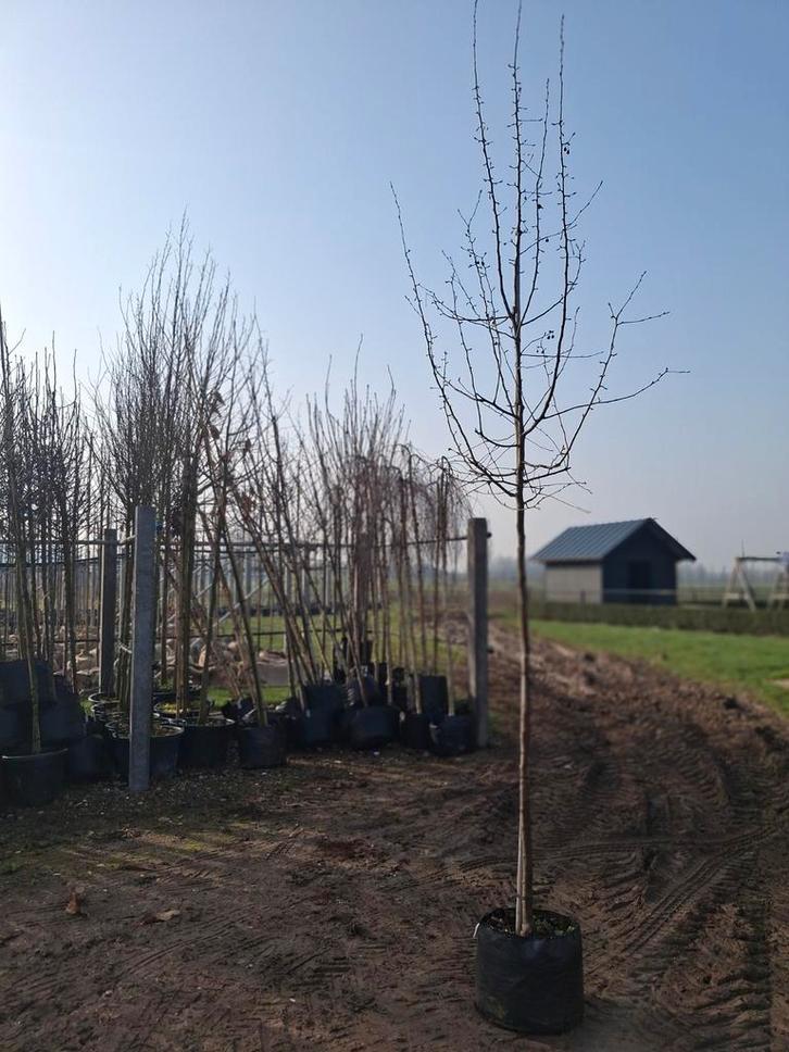 Sierappelboom Malus Mokum, Tuin en Terras, Planten | Bomen, Overige soorten, 100 tot 250 cm, Halfschaduw, Lente, In pot, Ophalen