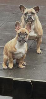 Franse bulldog, Dieren en Toebehoren, Honden | Bulldogs, Pinschers en Molossers, Parvo, Reu, 8 tot 15 weken, Bulldog
