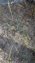 Kruisbes, Ophalen, Overige soorten, Volle zon