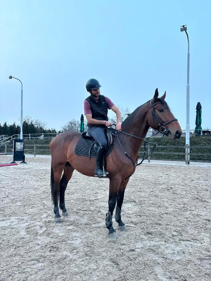 Jonge paarden te koop, Dieren en Toebehoren, Paarden, Ruin, 3 tot 6 jaar