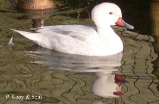 Siereenden en Ganzen en Zwanen., Dieren en Toebehoren, Pluimvee, Eend, Meerdere dieren