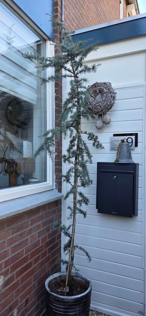 Blauwe Atlasceder Ceder (CEDRUS atlantica ‘Glauca’), Bloeit niet, Overige soorten, 250 tot 400 cm, Ophalen