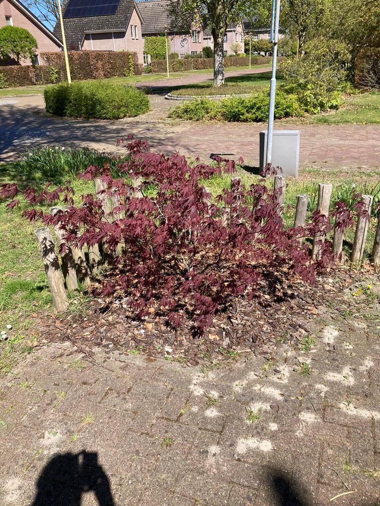Rode japanse esdoorn, Tuin en Terras, Planten | Bomen, Ophalen, Bloeit niet, Halfschaduw, Overige soorten