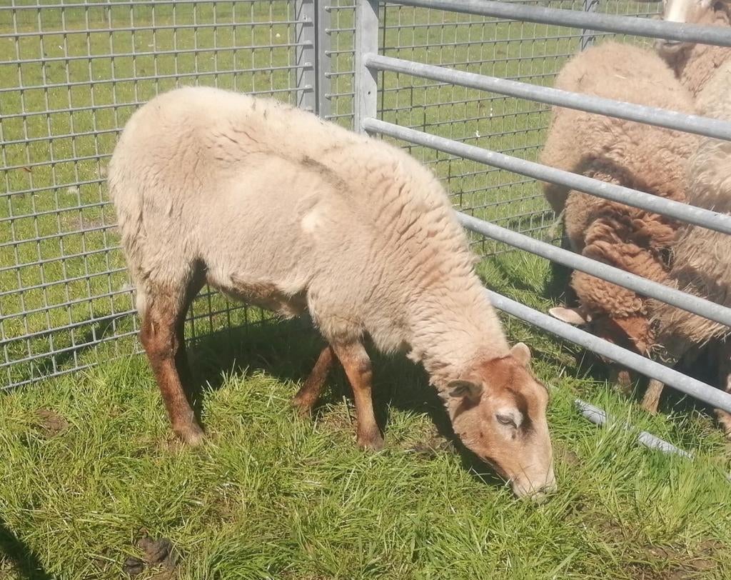 Jonge maasduin ooi, Meerdere dieren, Schaap