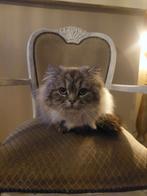 Ragdoll kater van 1,5jaar oud, Kater, 0 tot 2 jaar