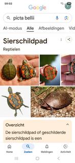 Baby picta belli, 0 tot 2 jaar