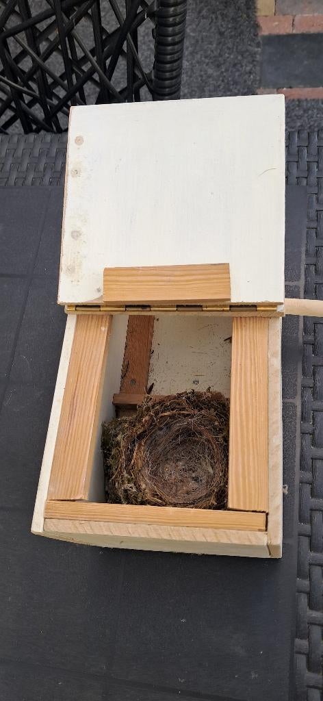 Vogel Broedkooitje of als nachtverblijf, Geslacht onbekend, Tropenvogel