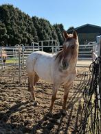 Quarter horse, Red roan, Ruin, Dieren en Toebehoren, Paarden, Minder dan 160 cm, Met stamboom, Ruin, Zadelmak