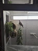 diamantduif met vogelkooi, Ophalen of Verzenden, Metaal, Vogelkooi