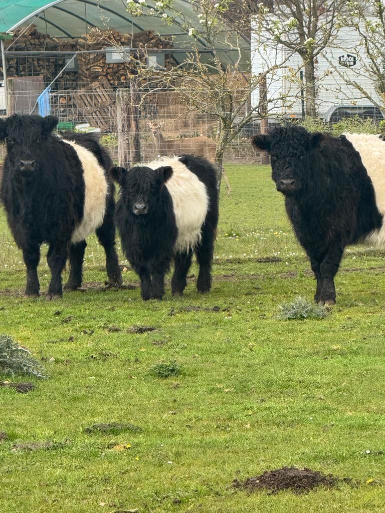 Te koop belted galloway stier, Mannelijk