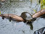 Emys orbicularis, Schildpad, Tam, 11 jaar of ouder