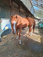 15 jarige volbloed ruin zoekt een huisje als weidemaatje, Met stamboom, Ruin, Niet van toepassing, 160 tot 165 cm