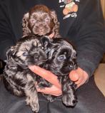 “Schattige Shihpoo puppy’s huiselijk opgegroeid – Apeldoorn”, Overige rassen, 8 tot 15 weken, Teef, Meerdere