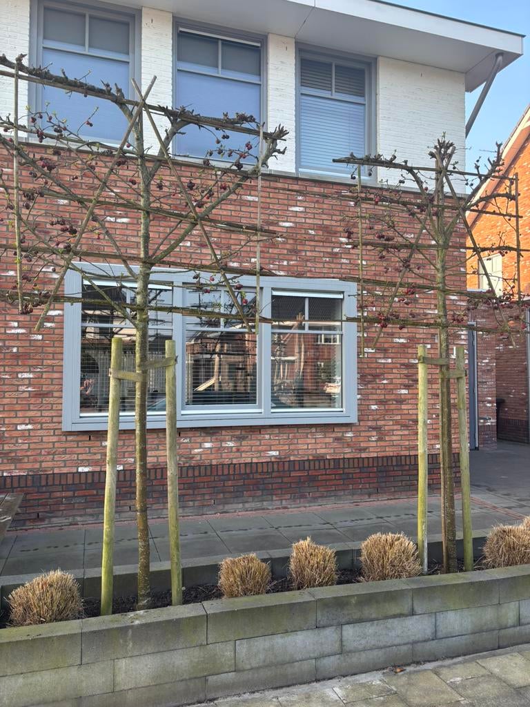 Mooie sierappelbomen “ Malus Red Sentinel”, Ophalen of Verzenden, Halfschaduw, Overige soorten, 100 tot 250 cm