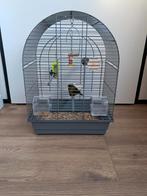 Kanarie met kooi te koop, Mannelijk, Zangkanarie