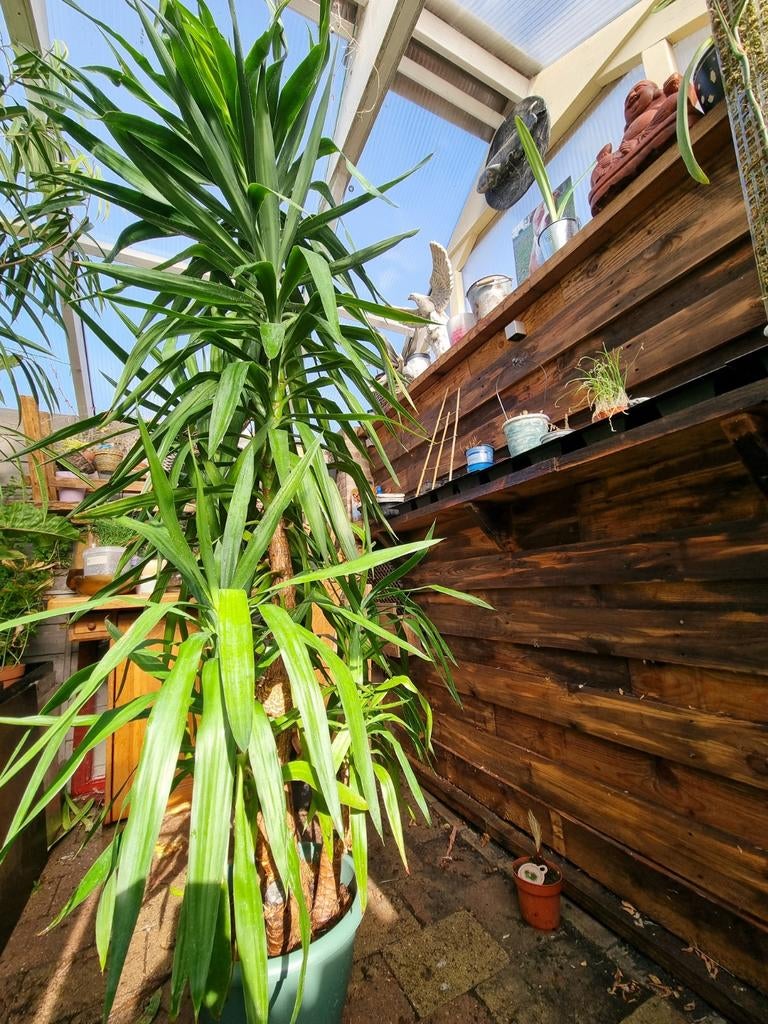 Grote Yuca plant van 2.6m hoog, Ophalen