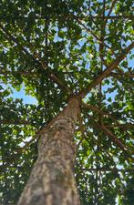 Japanse notenboom dakbomen in verschillende maten leverbaar, Ophalen of Verzenden, Bloeit niet, Halfschaduw, Overige soorten