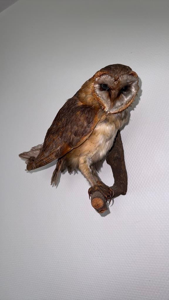 Kerkuil taxidermy, Verzamelen, Dierenverzamelingen, Ophalen of Verzenden, Zo goed als nieuw, Vogel, Opgezet dier