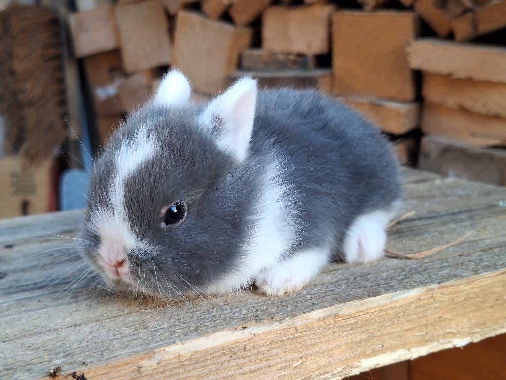 Kleurdwergjes, Dieren en Toebehoren, Meerdere dieren, Dwerg