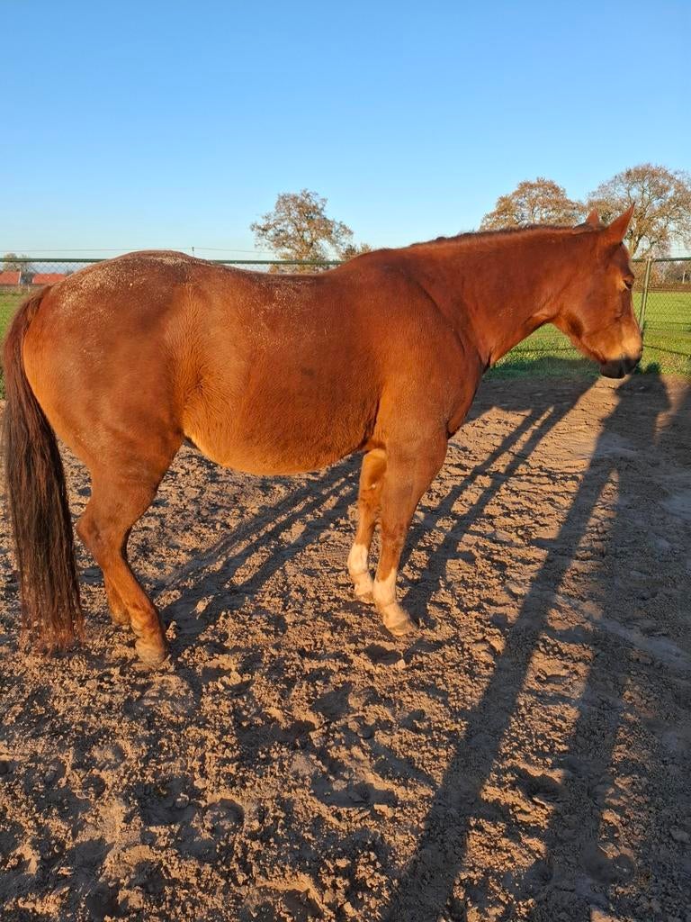 Quater horse  te lease koop, Ophalen of Verzenden