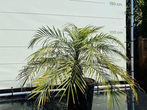 Palmboom - Phoenix Roebelenii - stamhoogte 10-30 cm, Tuin en Terras, Planten | Bomen, Palmboom, 100 tot 250 cm, Volle zon, Zomer