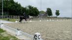 ZGAN Originele Heritage dressuur piste 20x60 te koop!, Ophalen, Zo goed als nieuw, Dressuur