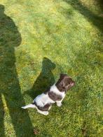 Heidewachtel pups, 8 tot 15 weken, Parvo, Meerdere, Nederland