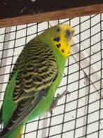 Grasparkieten in diverse kleuren, Dieren en Toebehoren, Vogels | Parkieten en Papegaaien, Meerdere dieren, Parkiet