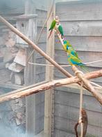 7 turquoisine parkieten groep, Dieren en Toebehoren, Vogels | Parkieten en Papegaaien, Meerdere dieren, Parkiet