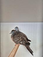 Vredesduifjes, Meerdere dieren, Overige soorten