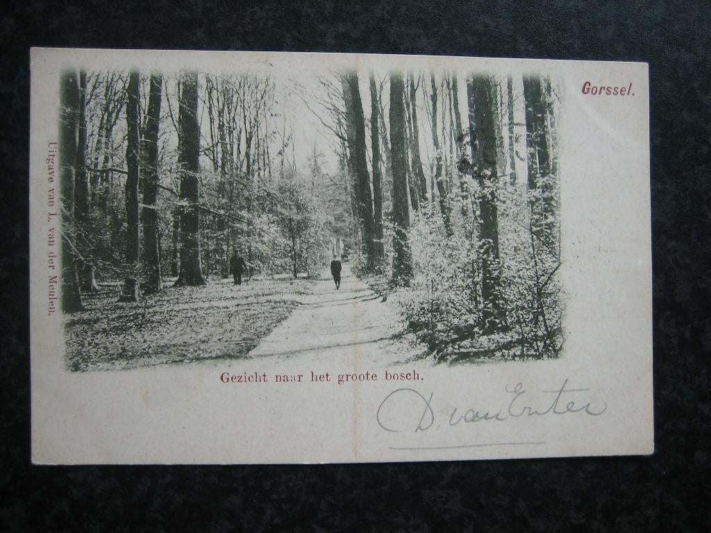 GORSSEL Gezicht in het groote Bosch 1901, Ophalen of Verzenden, Voor 1920, Gelderland