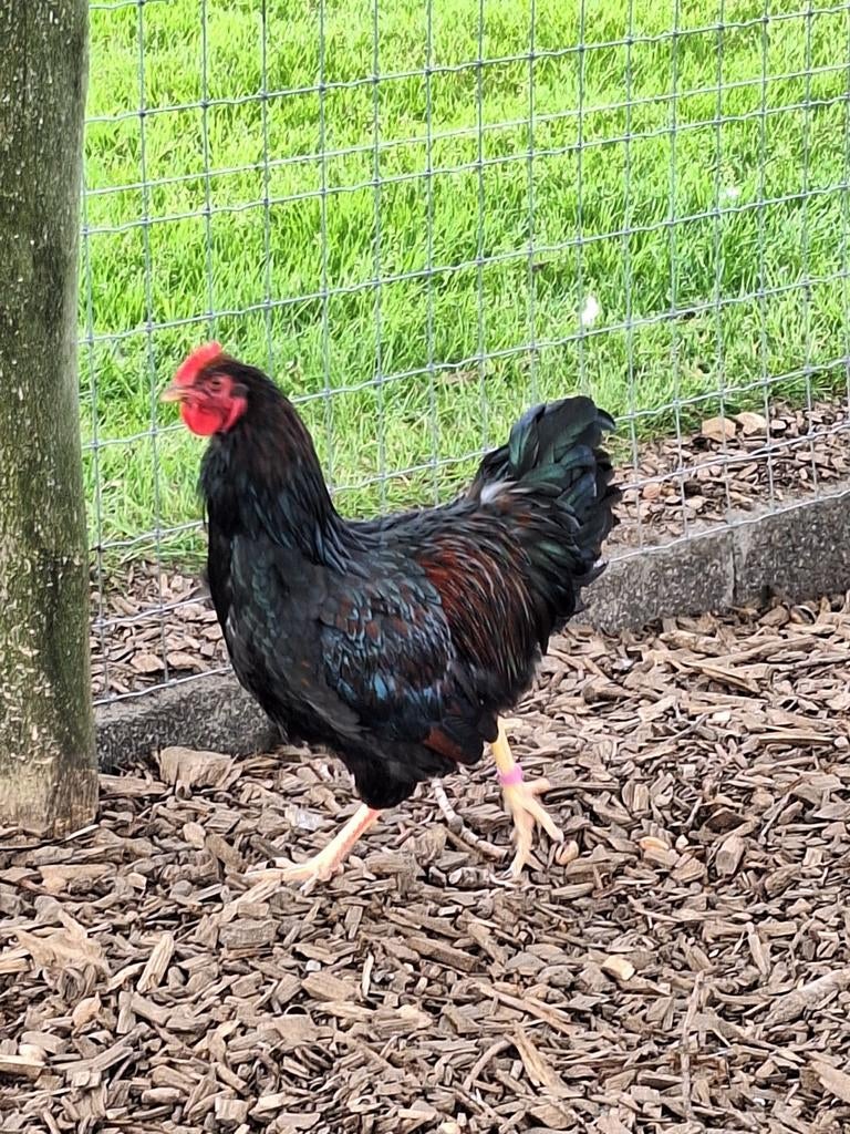 Mooie Barnevelder haan, Dieren en Toebehoren, Pluimvee, Mannelijk, Kip